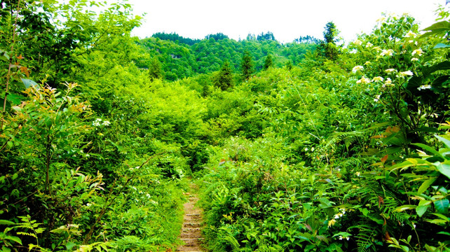 山路  林荫路