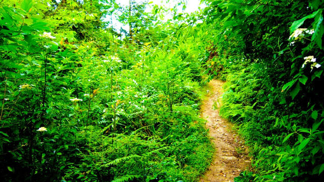 林荫小路  野趣