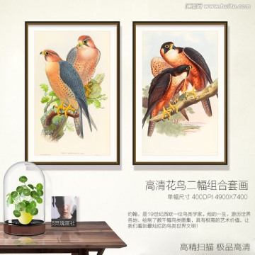 鷹隼 組合裝飾畫