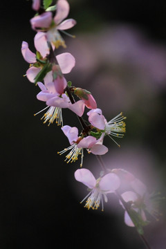 桃花