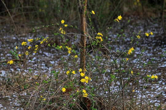 迎春花