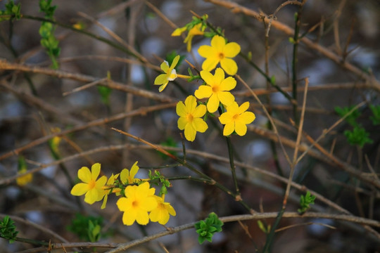 迎春花