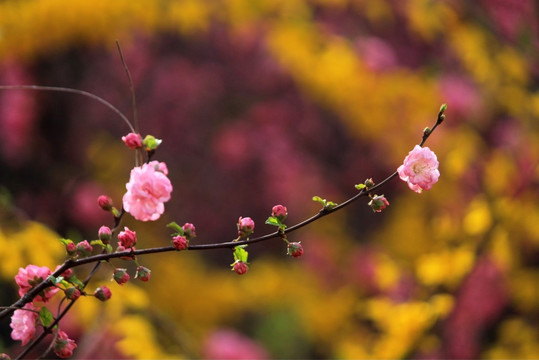 桃花