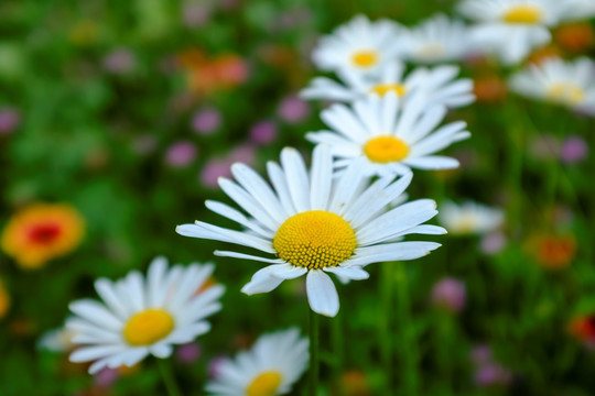 雏菊