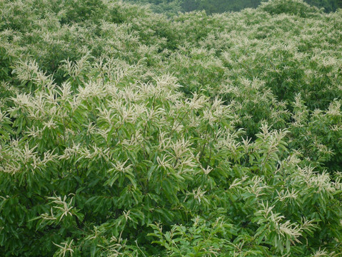 开花的板栗树