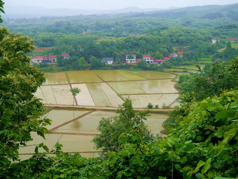 山里水田