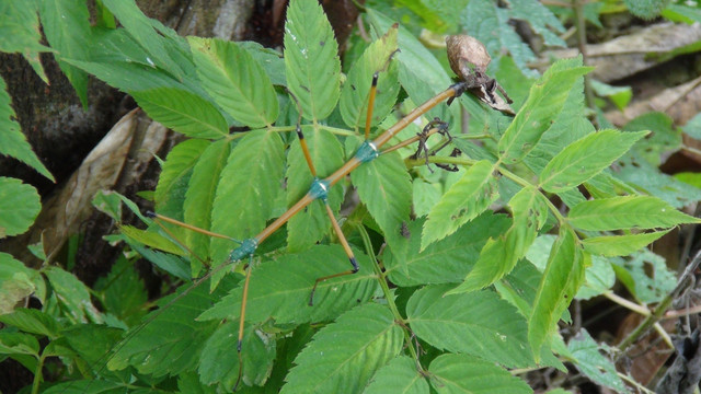 植物中的动物