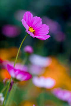 格桑花