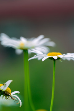 花卉特写