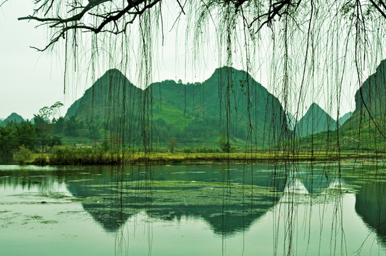 鹅泉 靖西 山峰 倒影 枝条