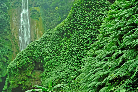 植被 茂密 蕨 通灵大峡谷