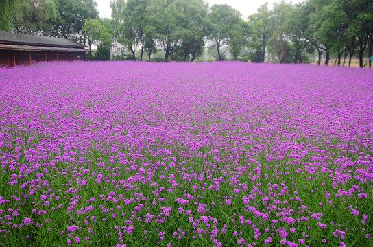 薰衣草 马鞭草