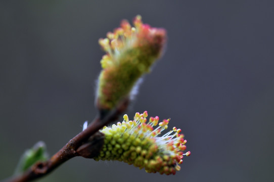 嫩芽