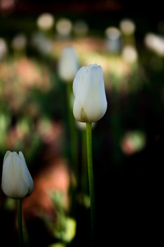 美丽的花 白色郁金香