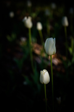 白色郁金香 花园里的郁金香花