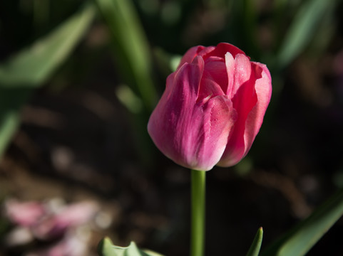 郁金香花特写