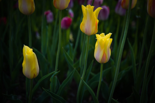 黄色郁金香花