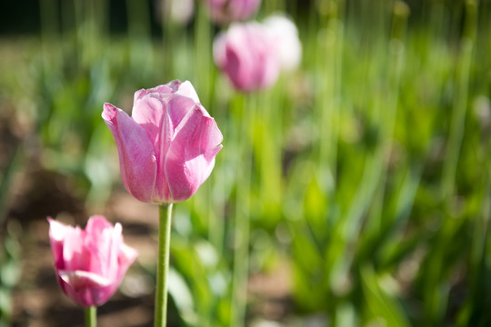 花卉背景 郁金香花素材