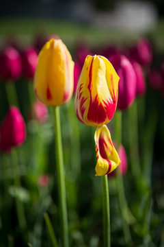 黄色郁金香花盛开