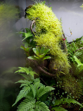 水下生物植物