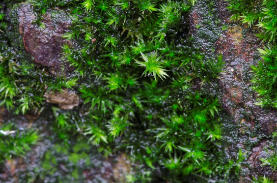 石头上的苔藓特写