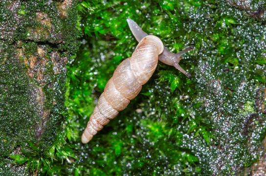烟管蜗牛