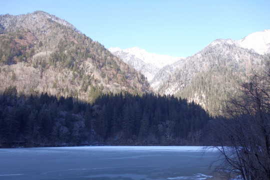 冬景 雪山 枯树