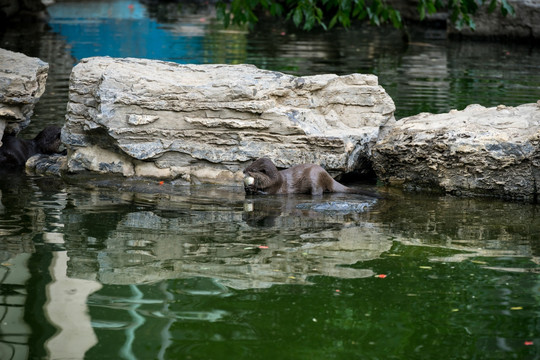 水獭