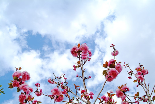 日本樱花