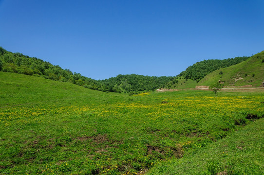 关山 牧场