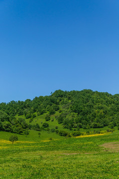 关山 牧场