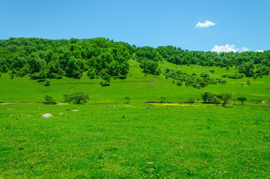 关山 牧场