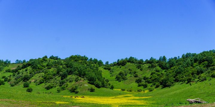 关山 牧场