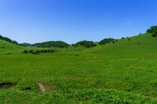 关山 牧场