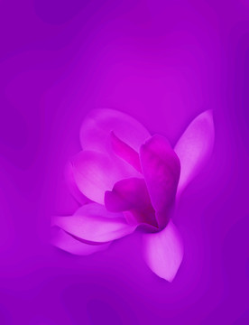 玉蘭花裝飾畫