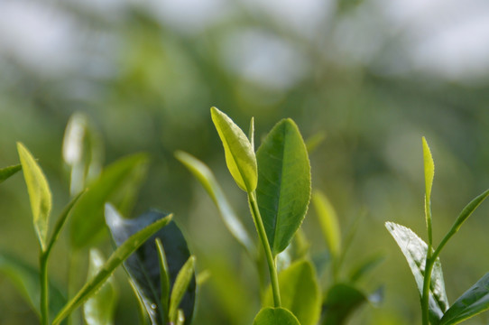 海南白沙绿茶