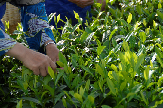 海南白沙绿茶 采茶的茶农