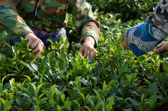 海南白沙绿茶 采茶的茶农