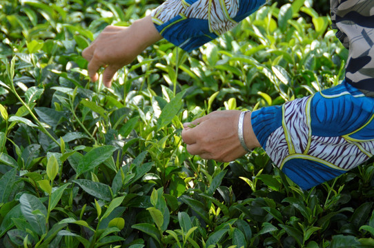 海南白沙绿茶 采茶的茶农