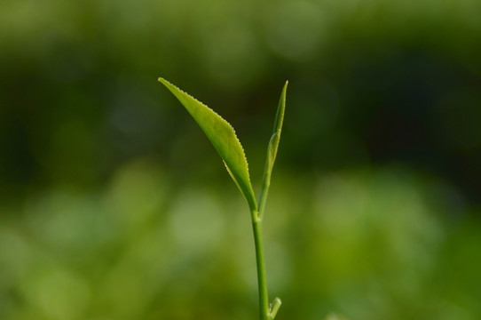 海南白沙绿茶