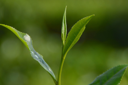 海南白沙绿茶