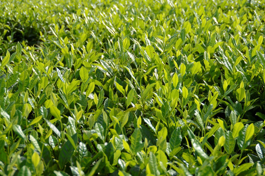 海南白沙绿茶