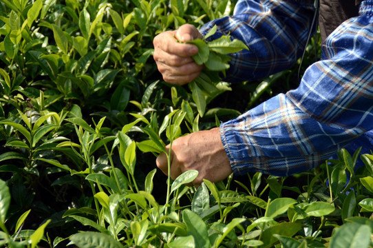 海南白沙绿茶 采茶的茶农