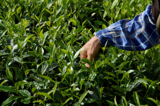 海南白沙绿茶 采茶的茶农