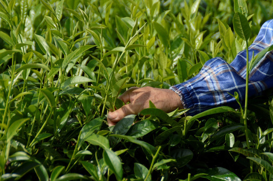 海南白沙绿茶 采茶的茶