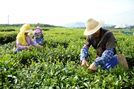 海南白沙绿茶 采茶的茶农