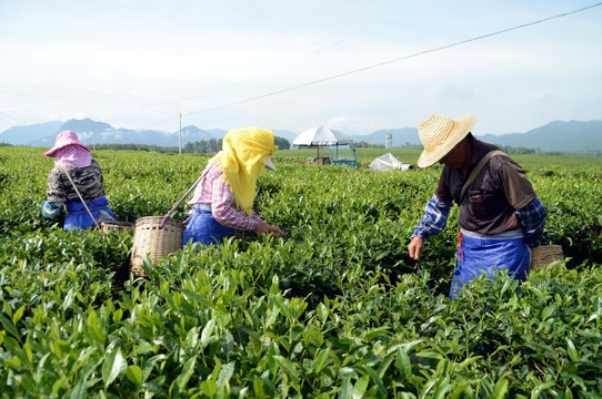 海南白沙绿茶 采茶的茶农