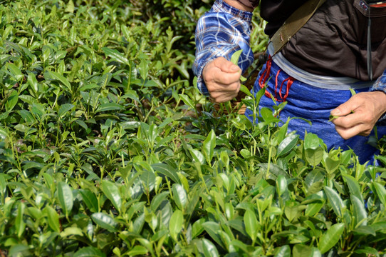 海南白沙绿茶 采茶的茶农