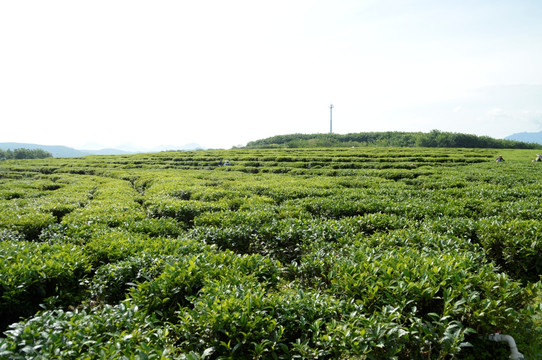 海南白沙绿茶