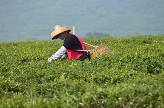 海南白沙绿茶 采茶的茶农